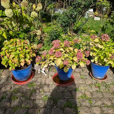 Irène Alloggio in famiglia *